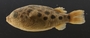 Tetraodon kretamensis 38 mmSL FMNH 51562 lateral